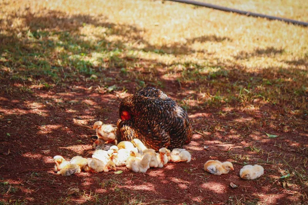 Poussins grattant à la ferme avec la mère poulet — Photo