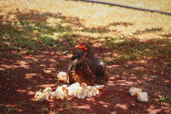 Pollitos arañando en la granja con la madre de pollo — Foto de Stock