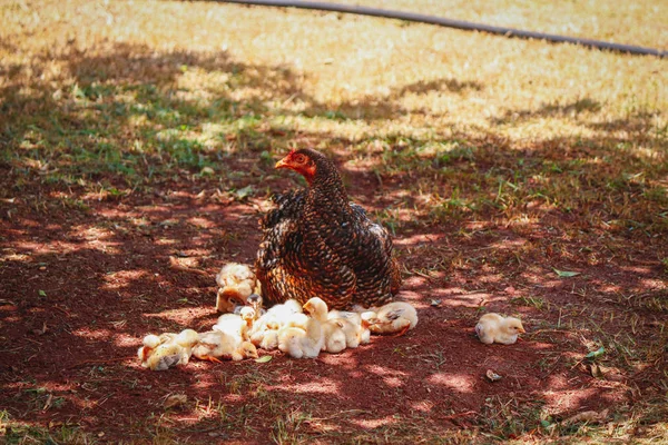 Holky škrábání na farmě s matkou kuře — Stock fotografie