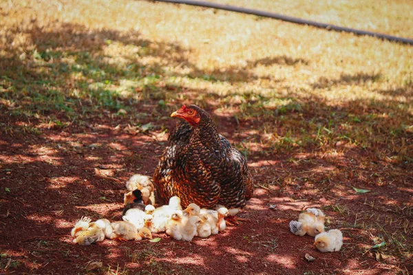 Пташенята дряпаються на фермі з матір'ю куркою — стокове фото
