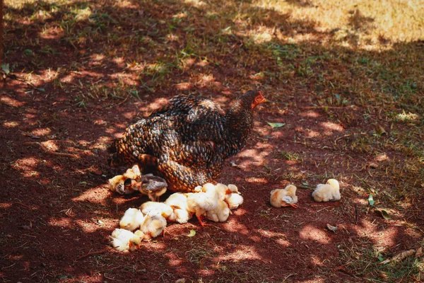 Pollitos arañando en la granja con la madre de pollo — Foto de Stock