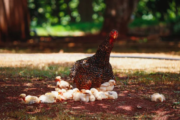 Pulcini che grattano in fattoria con pollo madre — Foto Stock