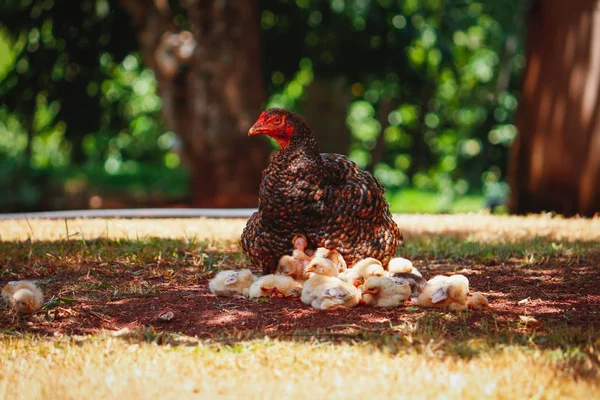 Filhotes coçando na fazenda com a mãe de frango — Fotografia de Stock