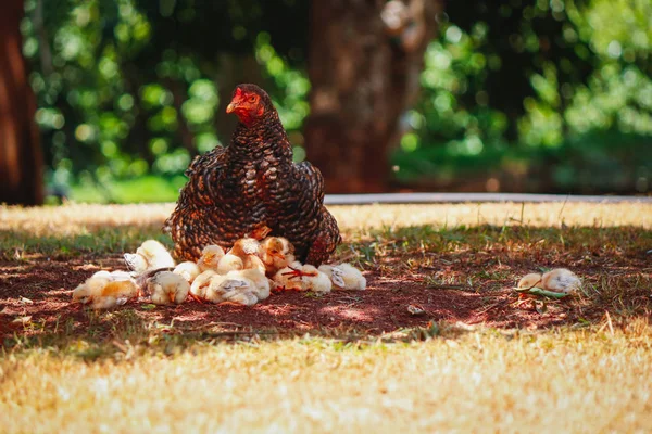 Holky škrábání na farmě s matkou kuře — Stock fotografie