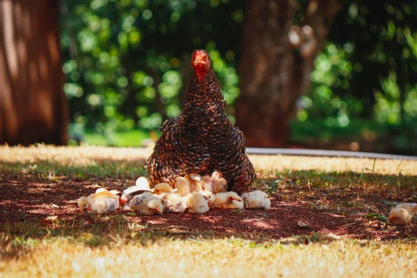 Pollitos arañando en la granja con la madre de pollo — Foto de Stock