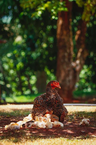 Filhotes coçando na fazenda com a mãe de frango — Fotografia de Stock