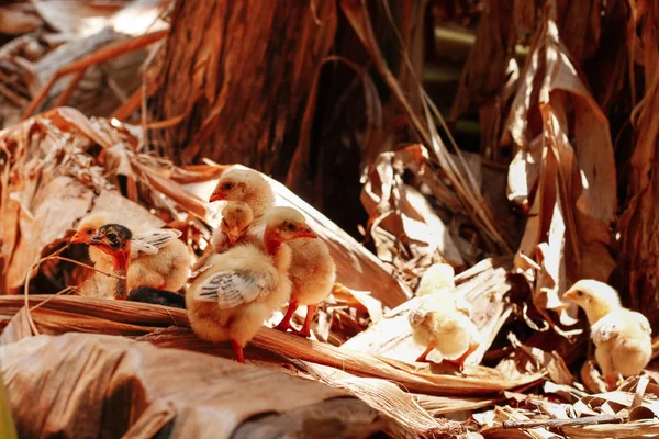 Poussins grattant à la ferme — Photo