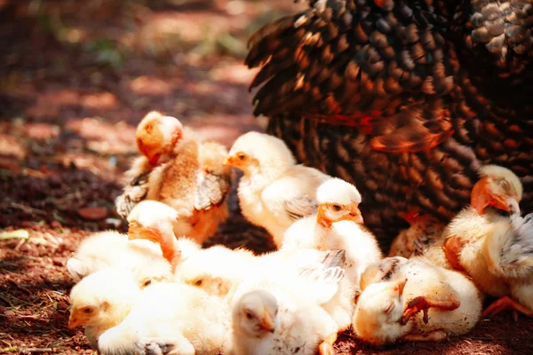 Holky škrábání na farmě — Stock fotografie