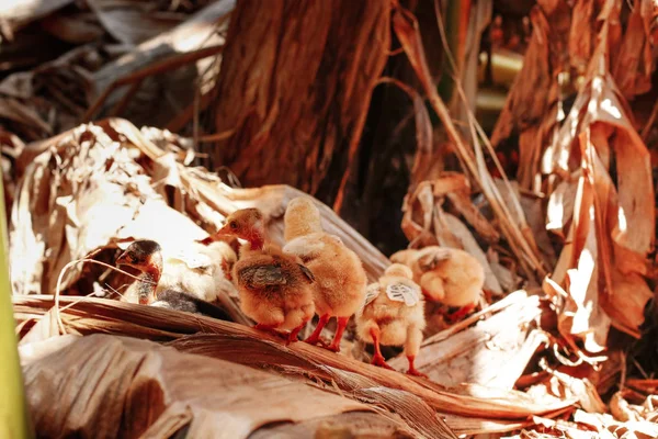 Poussins grattant à la ferme — Photo