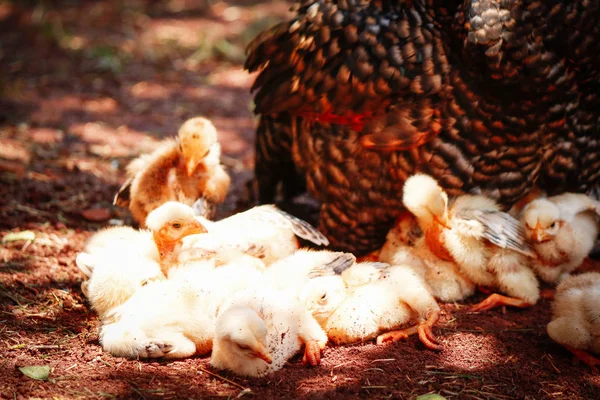 Filhotes coçando na fazenda — Fotografia de Stock