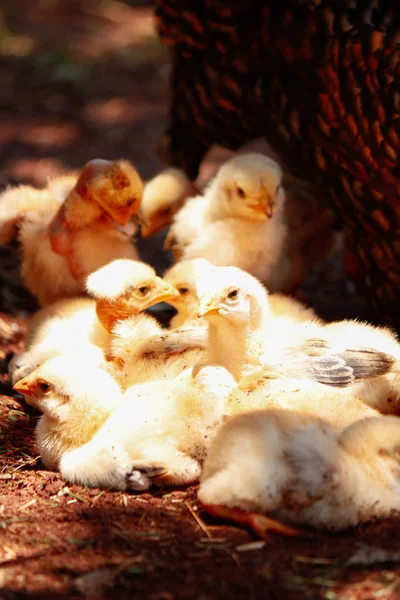 Poussins grattant à la ferme — Photo