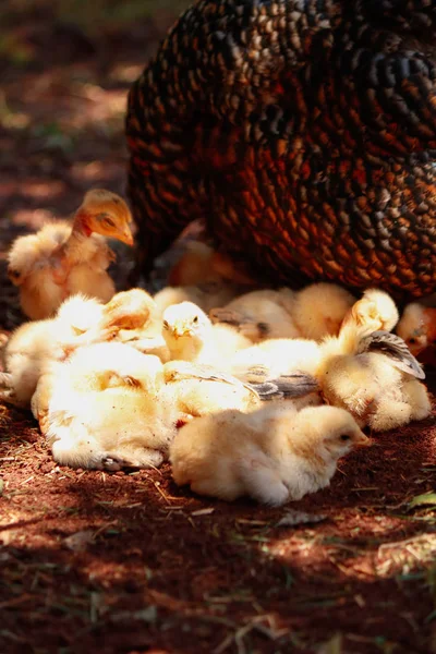 Pollitos arañando en la granja — Foto de Stock