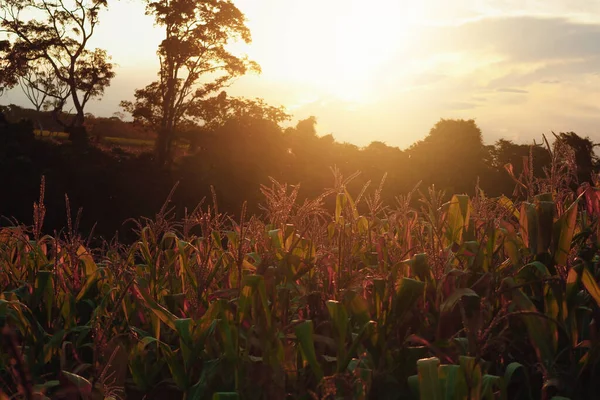 Puesta de sol en campo de maíz fondo de la granja — Foto de Stock