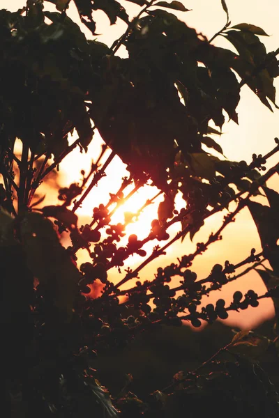 Zachód słońca na owocach kawy, tło gospodarstwa rolnego — Zdjęcie stockowe