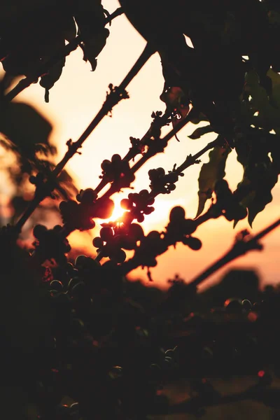 석양, 커피 열매 위의 일몰 광경, 농장 배경 — 스톡 사진