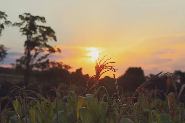 Puesta de sol en campo de maíz fondo de la granja —  Fotos de Stock