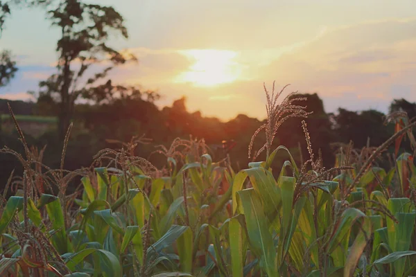 Puesta de sol en campo de maíz fondo de la granja —  Fotos de Stock