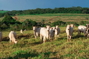 Sığırlar otlakta başıboş dolaşıyor.