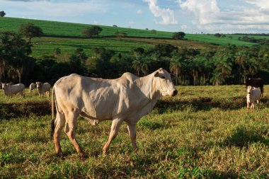 Sığırlar otlakta başıboş dolaşıyor.