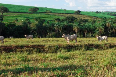 Sığırlar otlakta başıboş dolaşıyor.