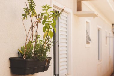 Ev yapımı dikey bahçe (Chives, Nane, Bilberry, Basil)