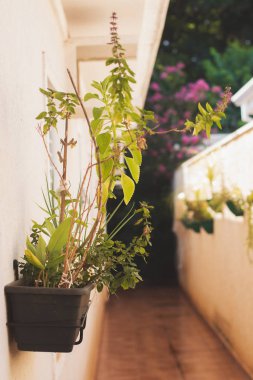 Ev yapımı dikey bahçe (Chives, Nane, Bilberry, Basil)