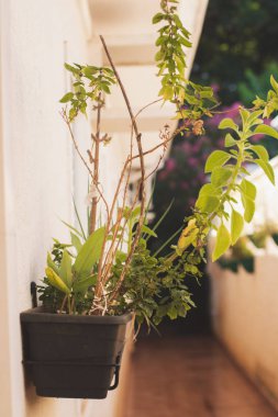 Ev yapımı dikey bahçe (Chives, Nane, Bilberry, Basil)