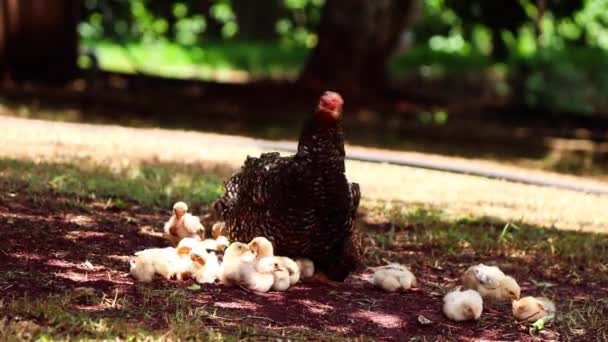 小鸡在农场里抓小鸡妈妈 — 图库视频影像