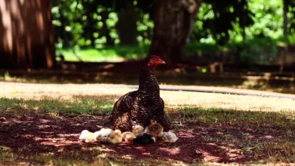 小鸡在农场里抓小鸡妈妈 — 图库视频影像