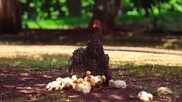 Poussins grattant à la ferme avec la mère poulet 