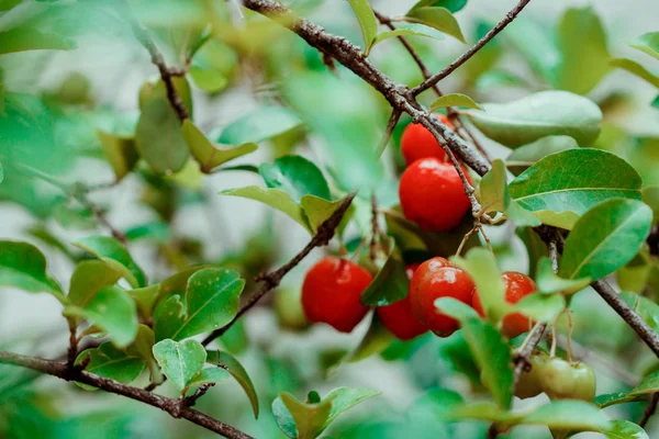 Acerola-Früchte im Garten, typisch brasilianische Früchte — Stockfoto