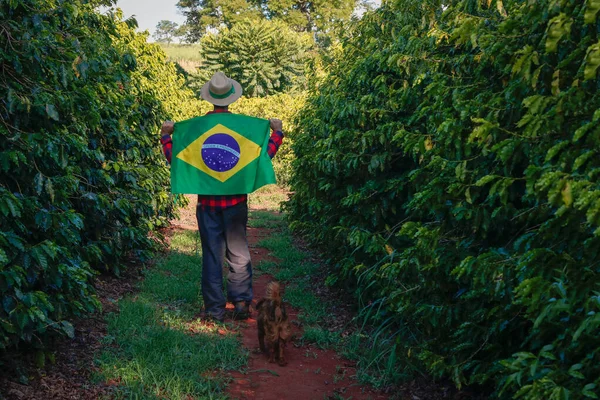 Agricoltore nella piantagione di caffè con bandiera brasiliana — Foto Stock
