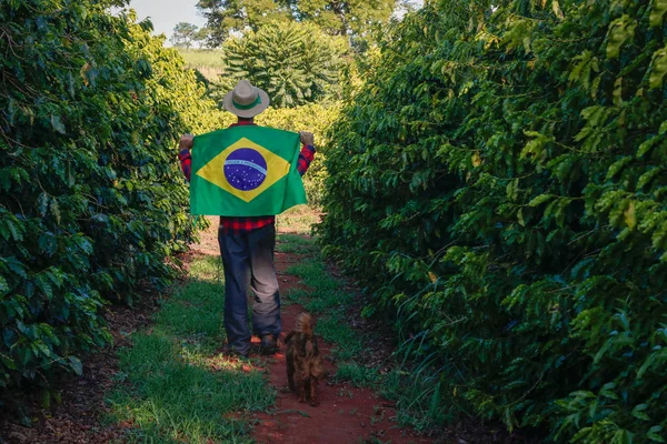 Agricultor em plantação de café segurando bandeira brasileira — Fotografia de Stock