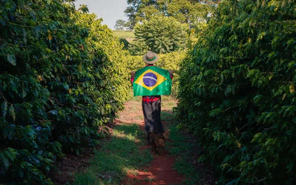 Agricultor en plantación de café con bandera brasileña —  Fotos de Stock