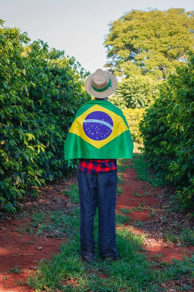 Agricultor em plantação de café segurando bandeira brasileira — Fotografia de Stock