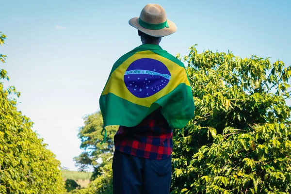 Фермер на кавових плантаціях з бразильським прапором. — стокове фото