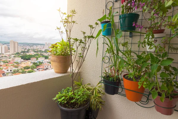 Vertikaler Garten auf dem Balkon des Gebäudes. Verschiedene Arten von — Stockfoto