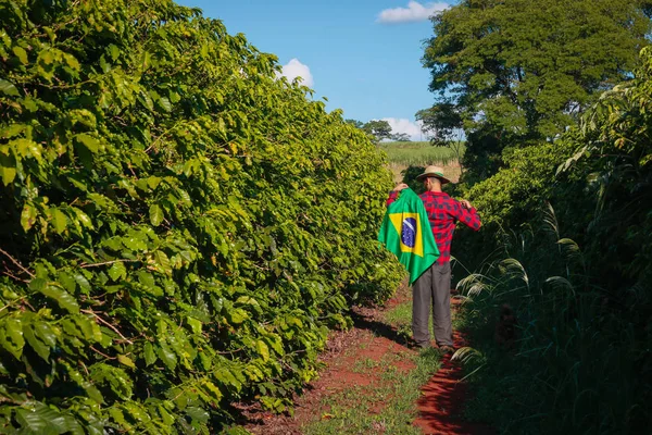 Rolnik na plantacji kawy z flagą brazylijską — Zdjęcie stockowe