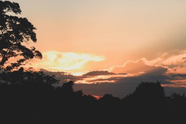 Çiçek tarlasında dramatik günbatımı.