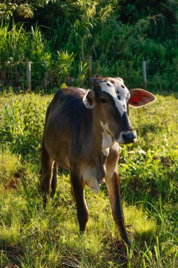Çiftlikteki yüksek çayırlarda inekler yemek yiyor..