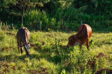 Çiftlikteki yüksek çayırlarda inekler yemek yiyor..