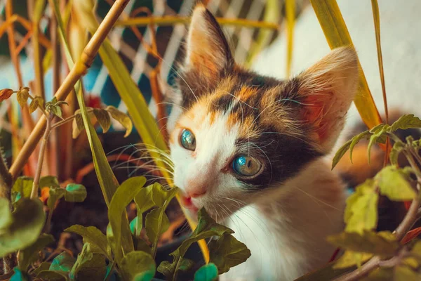 Štěně Kočka Květovaném Balkóně Byt Pozadí — Stock fotografie