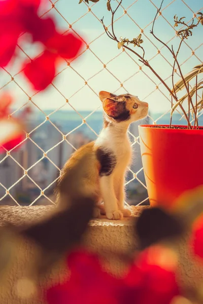 Cachorro Gato Flores Balcón Apartamento Fondo — Foto de Stock