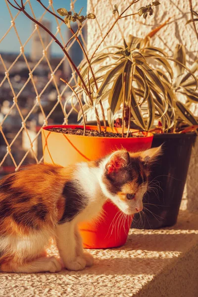 Cachorro Gato Flores Balcón Apartamento Fondo — Foto de Stock