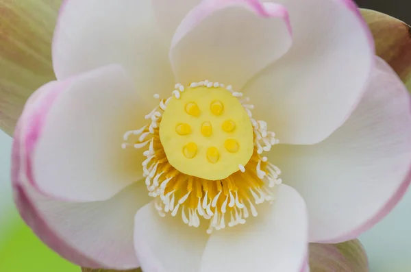 Lotus taze çiçek