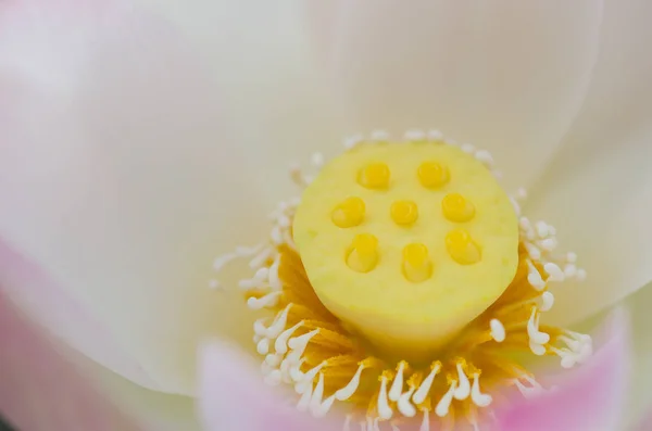 Lotus taze çiçek