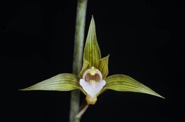 Karasal orkide çiçek