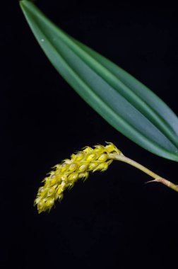 Orkide çiçek makro izole