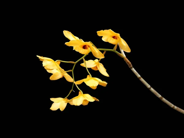 Dendrobium mosçatum, Çiçek siyah arkaplanı kapat