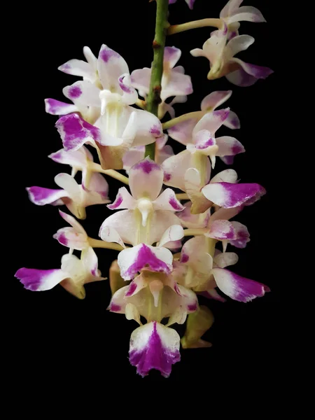 Aerides falcata, comunemente noto come aerides a forma di falce, na — Foto Stock